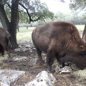 American Bison