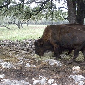 American Bison