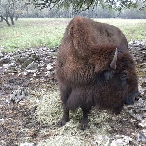 American Bison