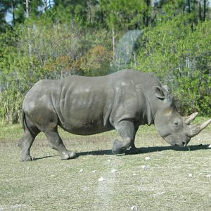 white rhino