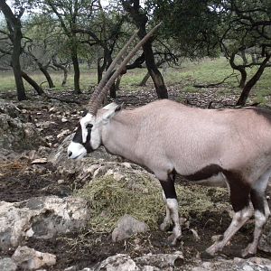 Gemsbok