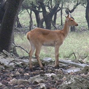 Barasingha