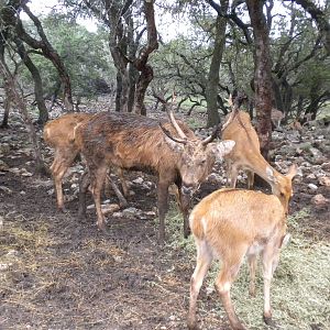 Barasingha