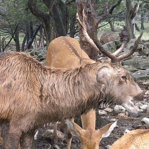 Barasingha