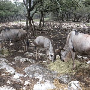Eastern White-Bearded Wildebeest