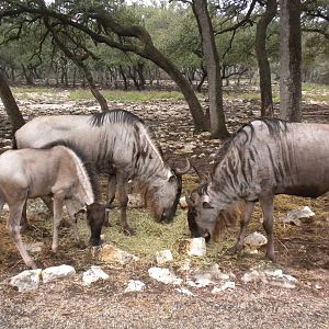 Eastern White-Bearded Wildebeest