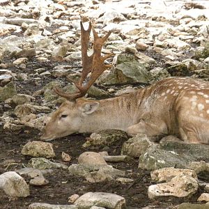 Fallow Deer