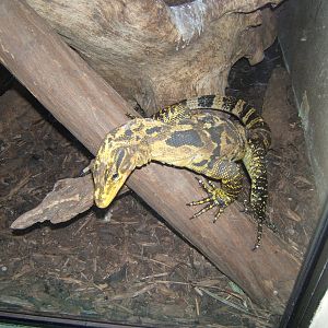 Philippine Water Monitor (Varanus cumingi)