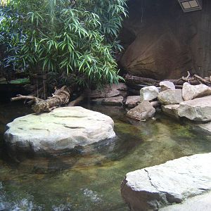 View of Philippine Crocodile exhibit
