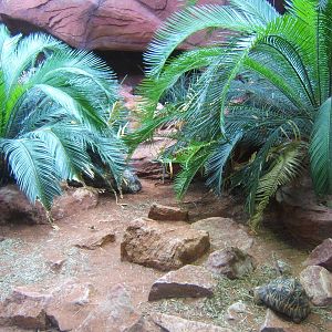 View of Radiated Tortoise exhibit