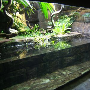 View of Philippine Water Monitor (Varanus cumingi) exhibit