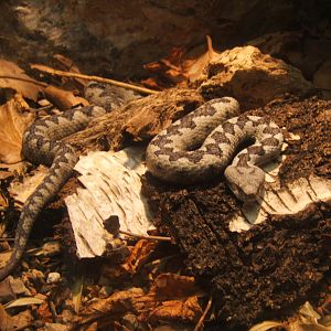 Long-nosed Viper (Vipera ammodytes)