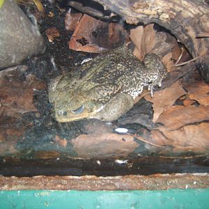 Rococo Toad (Bufo paracnemis)