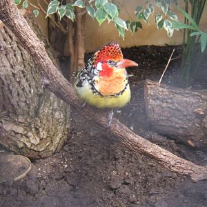 Red and Yellow Barbet (Trachyphonus erthrocephalus)