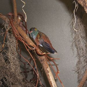 Amazilla Hummingbird (Amazillia amazillia)