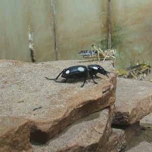 Domino Beetle (Anthia sexguttata)