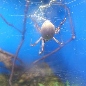 Golden Silk Spider (Nephile edulis)