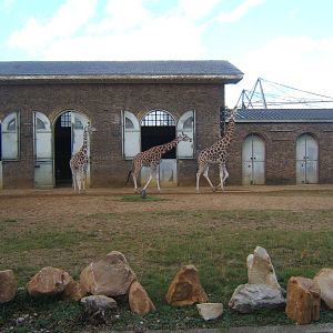 View of Giraffes