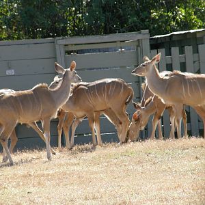 greater kudu