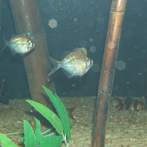 Humphead Glassfish (Parambassis putcinella)