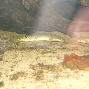 Barred Bichir (Polyptera delhezi)