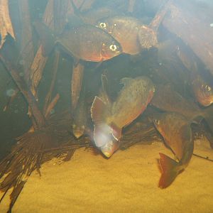 Lobe-toothed Piranha (Pygoprislis denticulata)