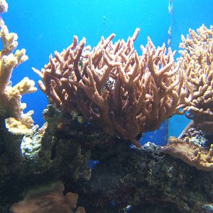 Staghorn Coral