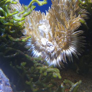Porcelain Crab (Neoptrolistha species)