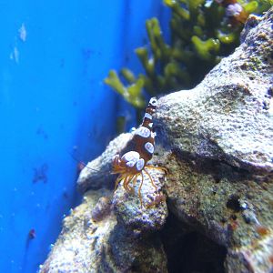 Shrimp (Thor amboinensis)