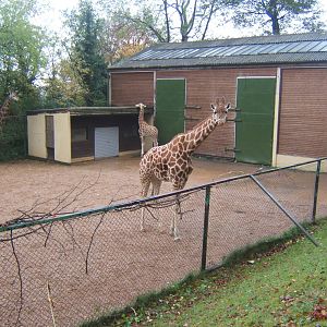 Giraffes