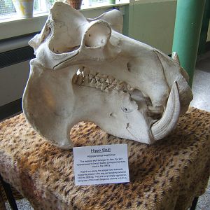 Hippo Skull in Education Room
