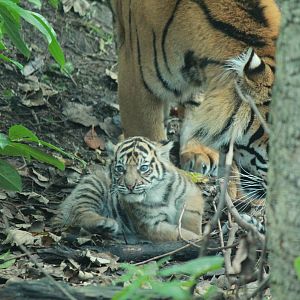Kirana and cub