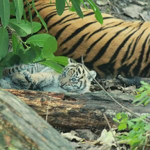 sumatran tiger cub