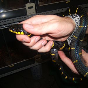 Mangrove Snake