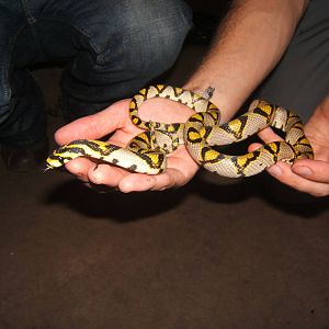 Mandarin Snake
