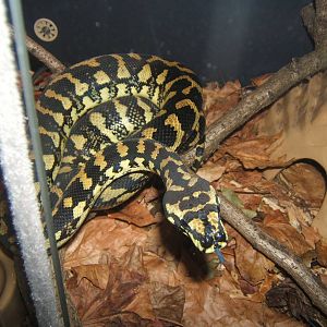 Jungle Carpet Python (Morelia spilotia cheynei)
