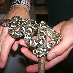 Young Madagascan Tree Boa