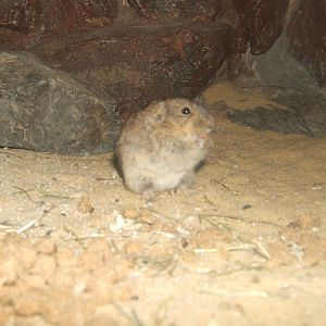 Steppe Lemming