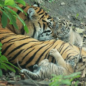 Kirana with cubs