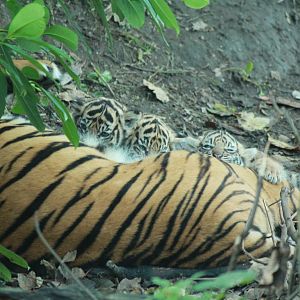 Kirana with all three cubs