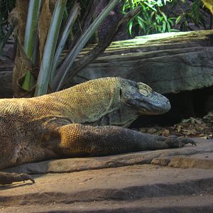 Komodo Dragon