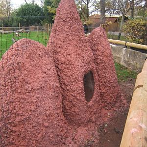 View of artificial Termite mound for Giant Anteaters