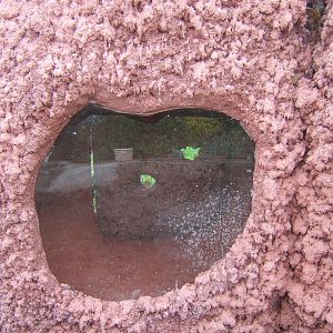 View of artificial Termite mound for Giant Anteaters
