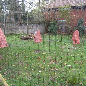View of artificial Termite mounds for Giant Anteaters
