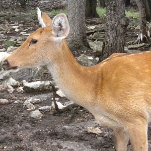Barasingha