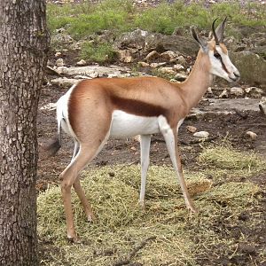 Springbok