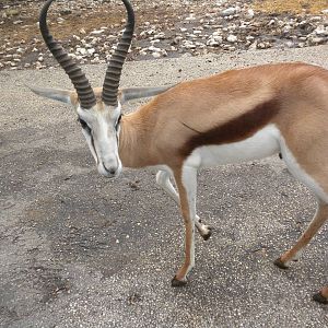 Springbok