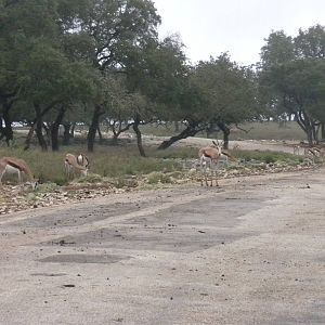 Springbok