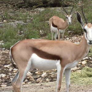 Springbok