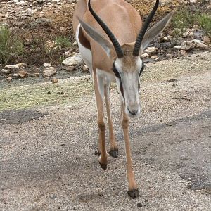 Springbok